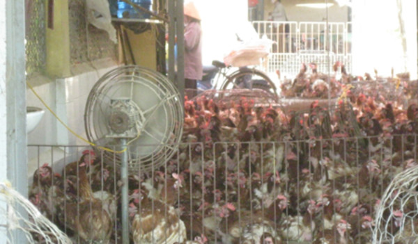 Mỗi ngày hơn 10 tấn gà loại thải Trung Quốc vào Hà Nội