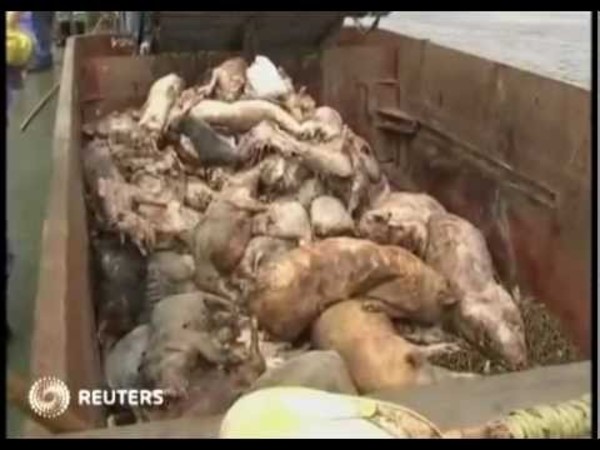 Hơn 130 con lợn chết đổ đống ở con sông miền Nam Trung Quốc