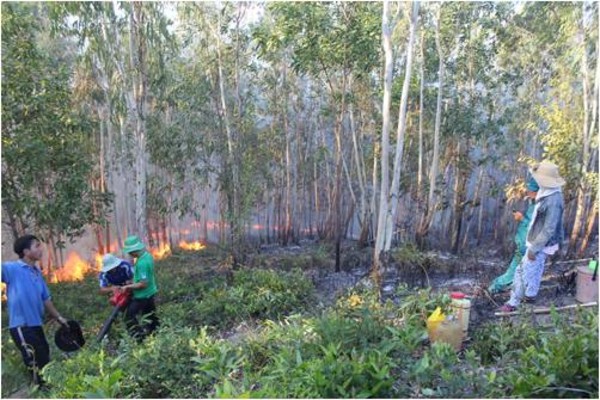 Cháy rừng nghiêm trọng ở Bình Định