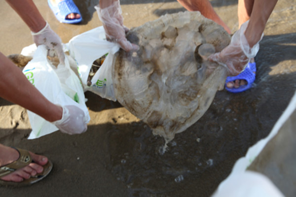 Nghệ An: Sứa chết trôi đầy biển Cửa Lò, dân háo hức nhặt về ăn