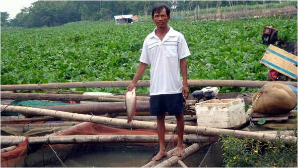 Tây Ninh: nồng độ ôxy trong nước suy giảm làm cá chết