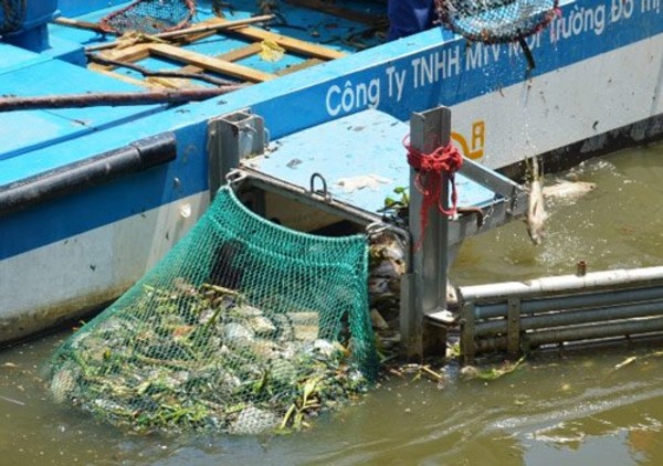TP.HCM: Cá chết trắng kênh, hàng chục người vớt không nổi