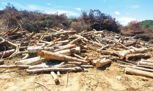 Quảng Bình: Phá rừng đầu nguồn Rào Nan, 10 xã kêu cứu