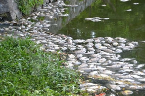Cá chết hàng loạt trên sông Salung, dân Quảng Trị lại hoang mang