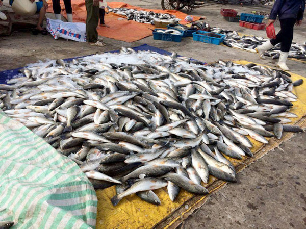 Báo cáo Thủ tướng vụ cá chết bất thường ở biển Thanh Hóa