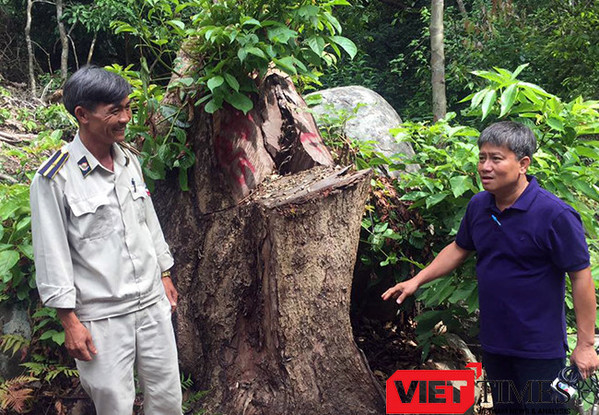 Khởi tố vụ phá rừng Sơn Trà ở Nhất Lâm Thủy Trang Trà