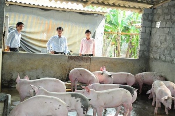 Những công nghệ xử lý môi trường chăn nuôi lợn