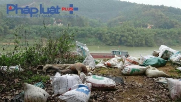 Phú Thọ: Sông Lô bị đầu độc bởi xác lợn chết ngập tràn