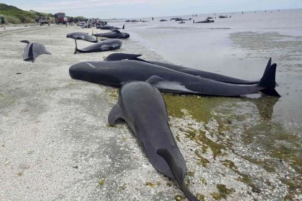 Hàng trăm cá voi 'vô bờ để chết' ở New Zealand