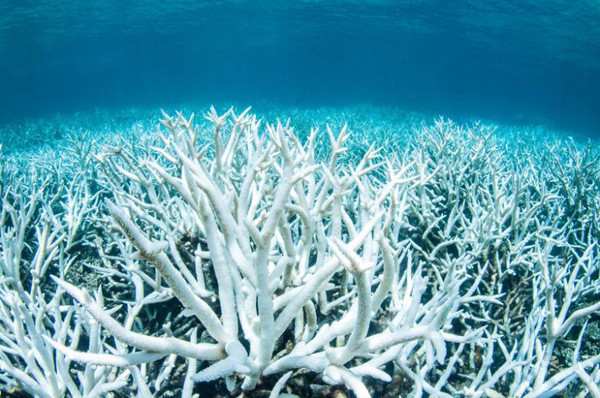 Great Barrier Reef sẽ không thể khôi phục như trước