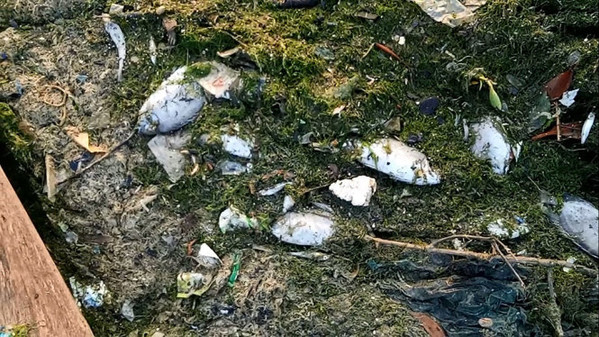 Tôm cá chết trắng bờ đầm Thủy Triều nghi do nhà máy xả thải