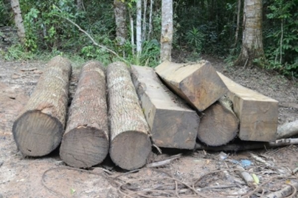 Đác Nông: Điều tra Trạm phó Trạm quản lý bảo vệ rừng phá hủy lâm sản tang vật vi phạm