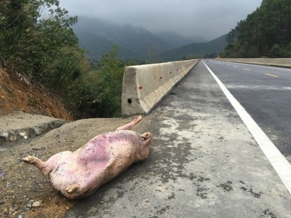 Lợn chết vứt bừa bãi bên tuyến đường Thái Nguyên - Chợ Mới