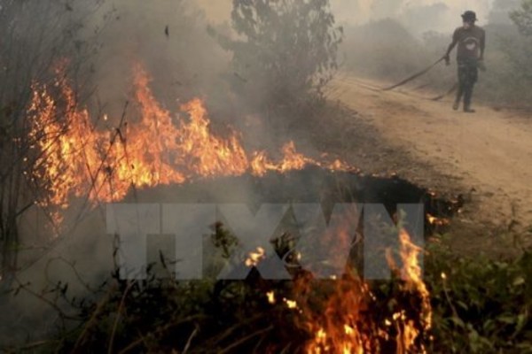 Indonesia tích cực triển khai sáng kiến ngăn ngừa cháy rừng