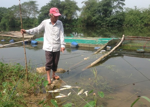 Thừa Thiên Huế: Cá lồng trên sông Bồ chết hàng loạt