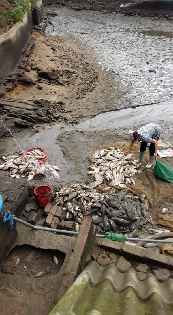 Làm chết cá của dân, Cty DAP số 2 Vinachem bị phạt 300 triệu
