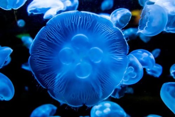 75% động vật đại dương có khả năng phát sáng