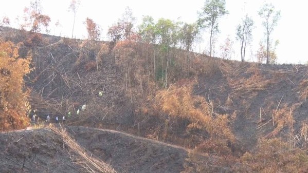 Để mất 63ha rừng, bốn kiểm lâm bị đình chỉ công tác