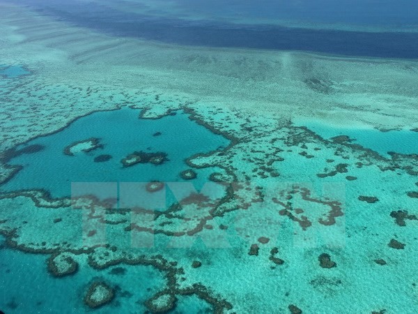 Hy vọng mới giải cứu rạn san hô lớn nhất thế giới Great Barrier