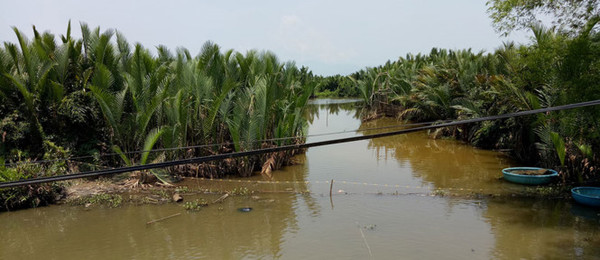 Phá 50 ha rừng dừa nước xây hồ chứa cho nhà máy giấy