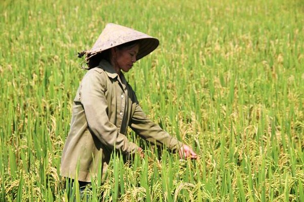 Hà Tĩnh: Nông dân “khóc ròng” khi lúa chín lại đổ bệnh khô bông