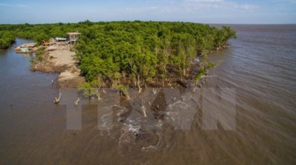 Điều tra các đối tượng hung hãn phá rừng phòng hộ ở Cà Mau