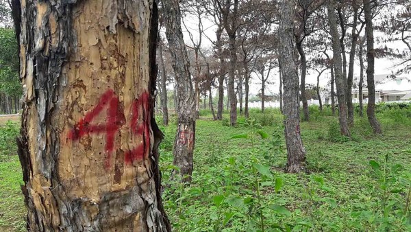 Gia Lai: 'Bức tử' rừng thông 40 năm tuổi để chiếm đất