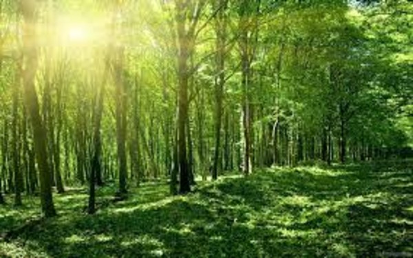 Đến năm 2020 tỷ lệ che phủ rừng toàn quốc đạt 42%