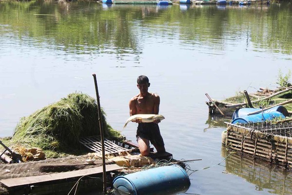 Thừa Thiên Huế: Cá chết hàng loạt trên sông Bồ, dân lo lắng
