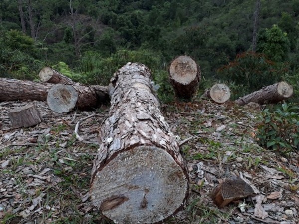 Kon Tum: Chuyển đổi đất rừng thông để cho thuê trồng mắc ca