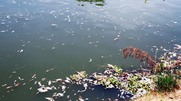 Cá chết trắng sông Phú Lộc tại Đà Nẵng