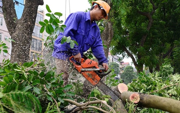 Hà Nội: Cấp phép chặt 35 cây ở đường Kim Mã phục vụ dự án đường sắt