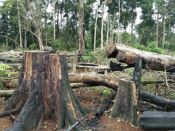 Đắk Nông: Hàng chục ha rừng bị phá trái pháp luật