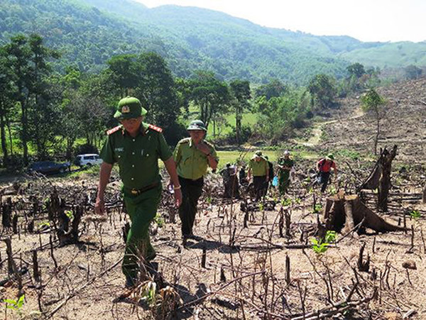 Thủ tướng yêu cầu điều tra vụ phá rừng quy mô lớn ở Bình Định