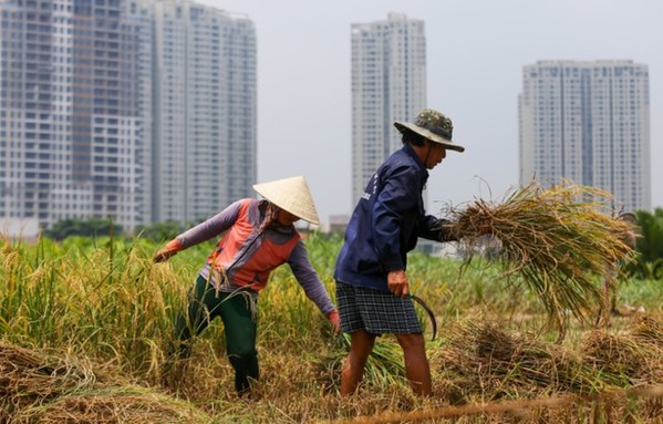 Người dân Sài Gòn gặt lúa ở dự án 'treo' 25 năm