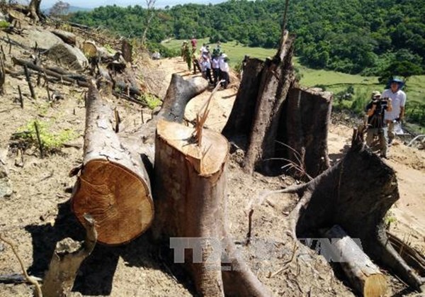 Khởi tố vụ án hình sự phá trắng hơn 44ha rừng tự nhiên tại Bình Định