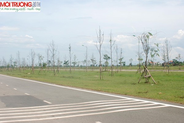 T.T.Huế: Vì sao hàng loạt cây xanh bỗng chết khô dọc đường Tô Hữu?