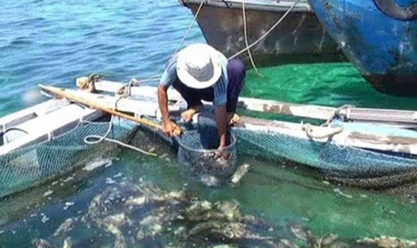 Khẩn trương tìm nguyên nhân cá nuôi lồng bè chết ở đảo Phú Quý