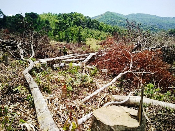 Bắt tạm giam 2 nghi phạm vụ phá rừng táo tợn nhất Bình Định