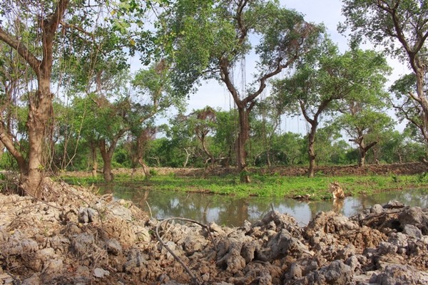 Quảng Bình: Xâm hại rừng bần trăm tuổi “báu vật của thiên nhiên”