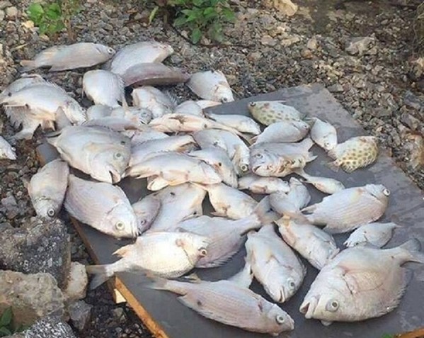 Hàng loạt các loại cá bỗng dưng chết bất thường trên sông Hoàng Mai