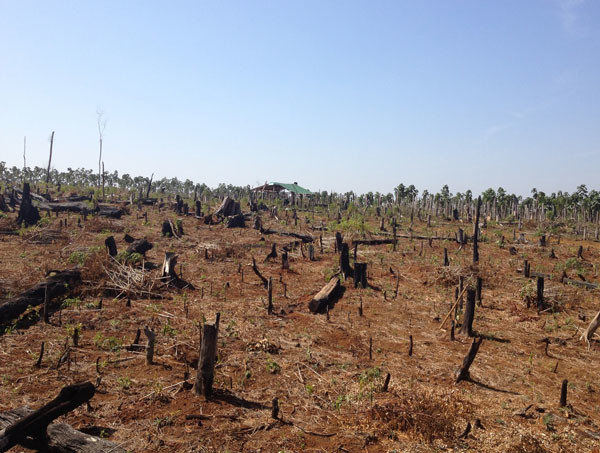 Tăng cường công tác bảo vệ rừng, ngăn chặn phá rừng