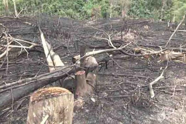 Nghệ An: Đề nghị cách chức 10 cán bộ liên quan đến các vụ phá rừng