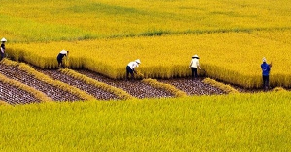 Chuyển đổi mục đích sử dụng đất trồng lúa có bị hạn chế không?