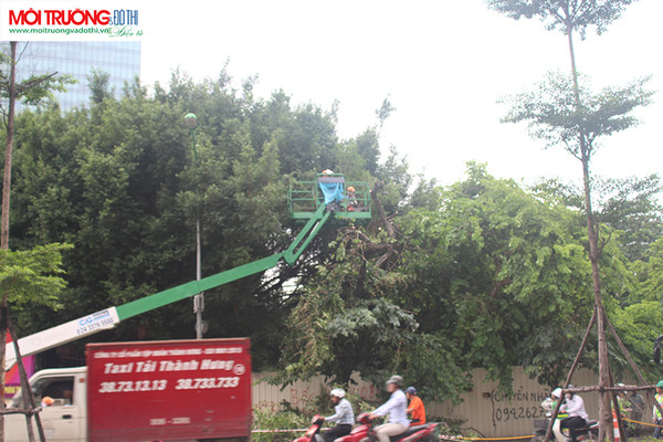 Hà Nội tiếp tục cắt tỉa hàng cây đẹp nhất Kim Mã