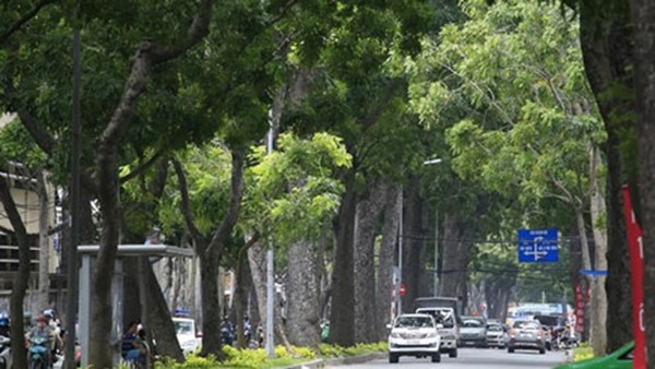 Hàng cây trăm tuổi giữa Sài Gòn bị đốn hạ, di dời để làm cầu