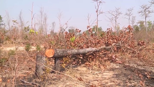 Đắk Lắk: Khởi tố vụ án, khởi tố bị can một vụ phá rừng