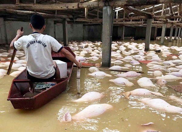 Đàn lợn gần 4.000 con chết trong dòng nước lũ