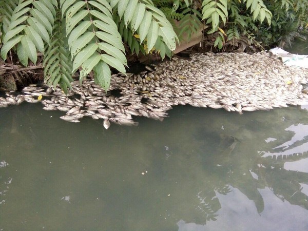 Vĩnh Phúc: Bàng hoàng phát hiện cá chết hàng loạt ở mương nước