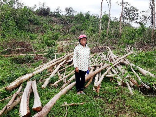 Hà Tĩnh: Cô Hiệu trưởng bị “tố” chỉ đạo bán cây của dân